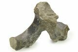 Fossil Hadrosaur Cervical Vertebra Process - Montana #265985-1